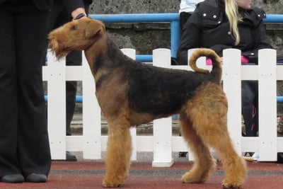 Airedale Terrier