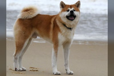 Akita Inu