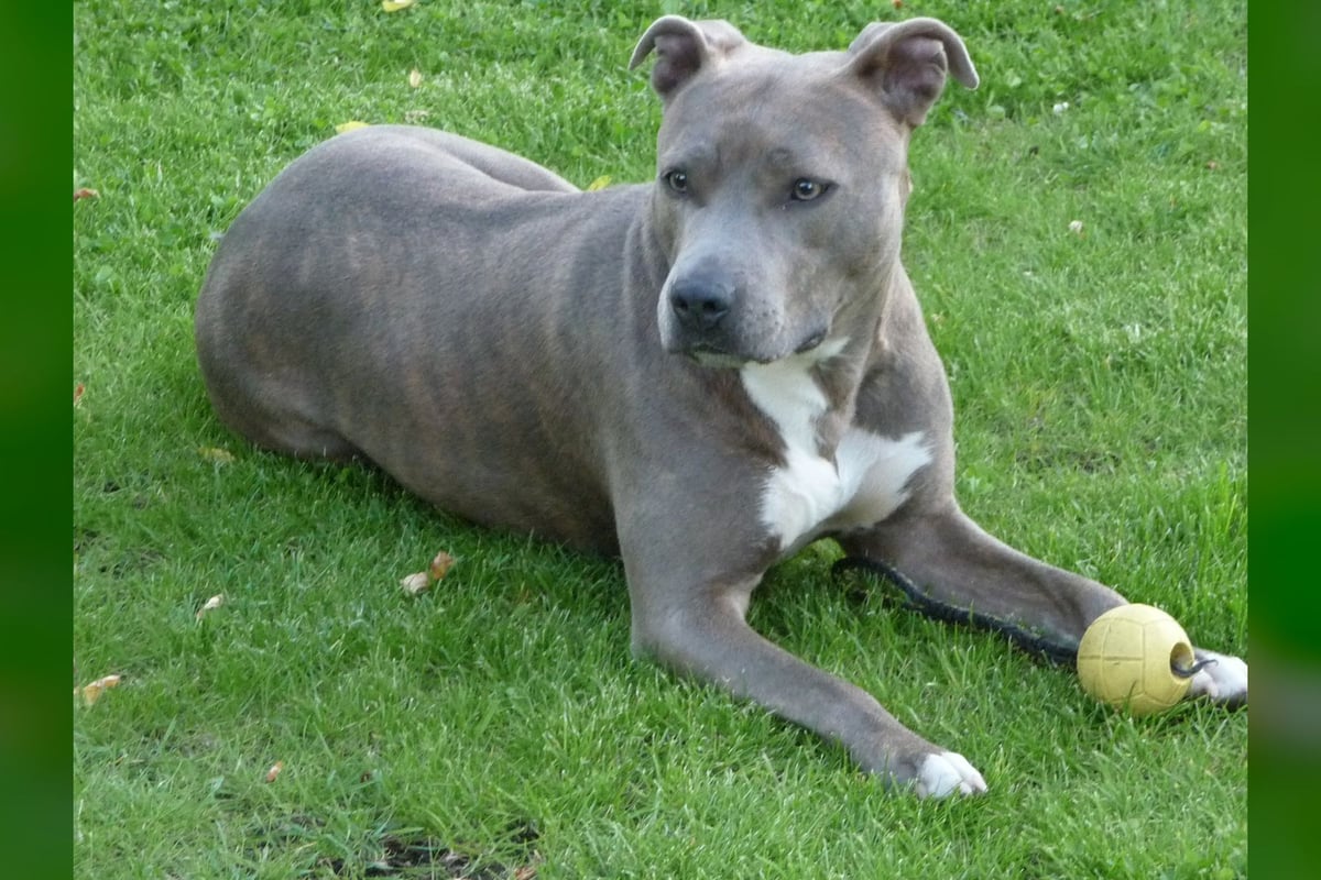 American Staffordshire Terrier