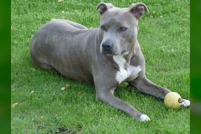 American Staffordshire Terrier