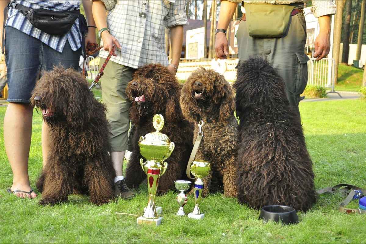 Barbet