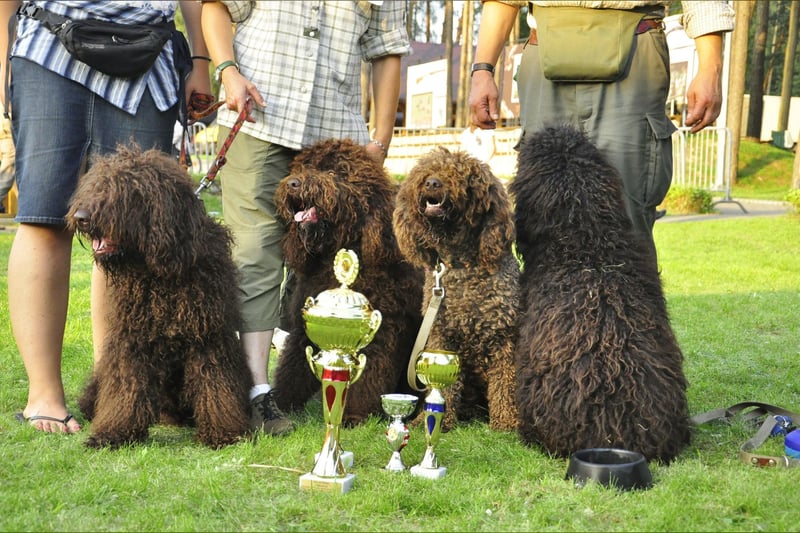 Barbet