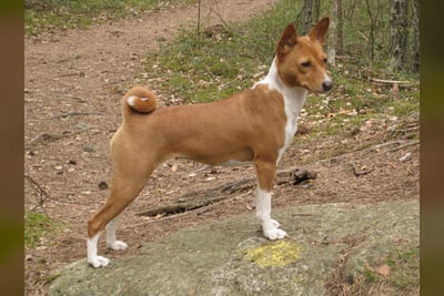 Basenji