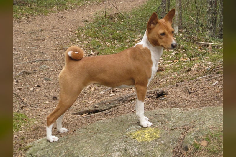 Basenji