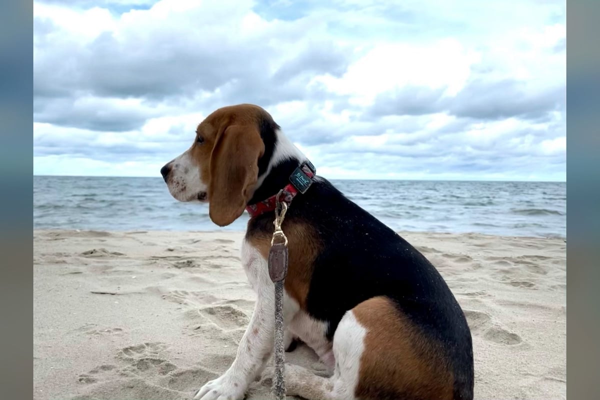 Beagle