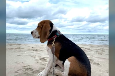 Beagle