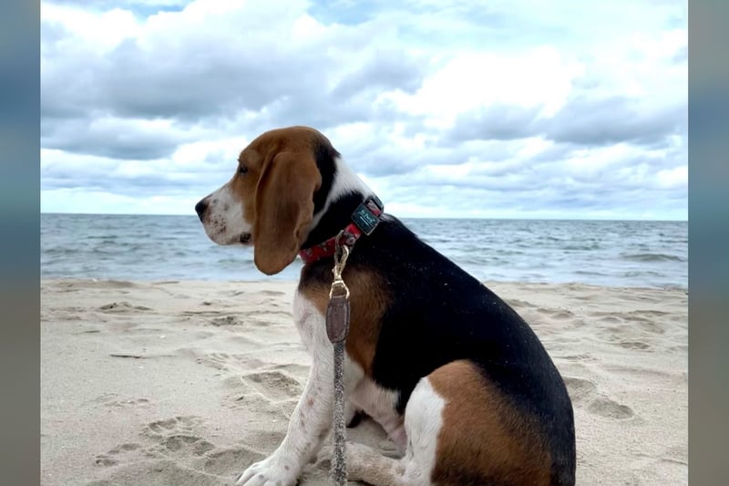 Beagle