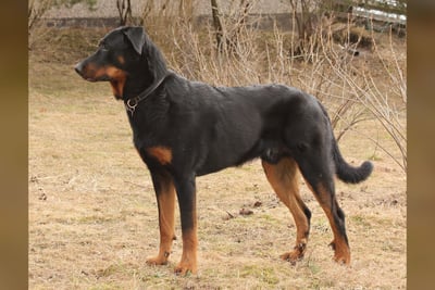 Beauceron