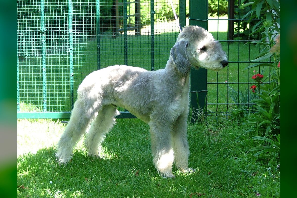 Bedlington Terrier