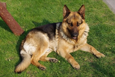 Berger Allemand