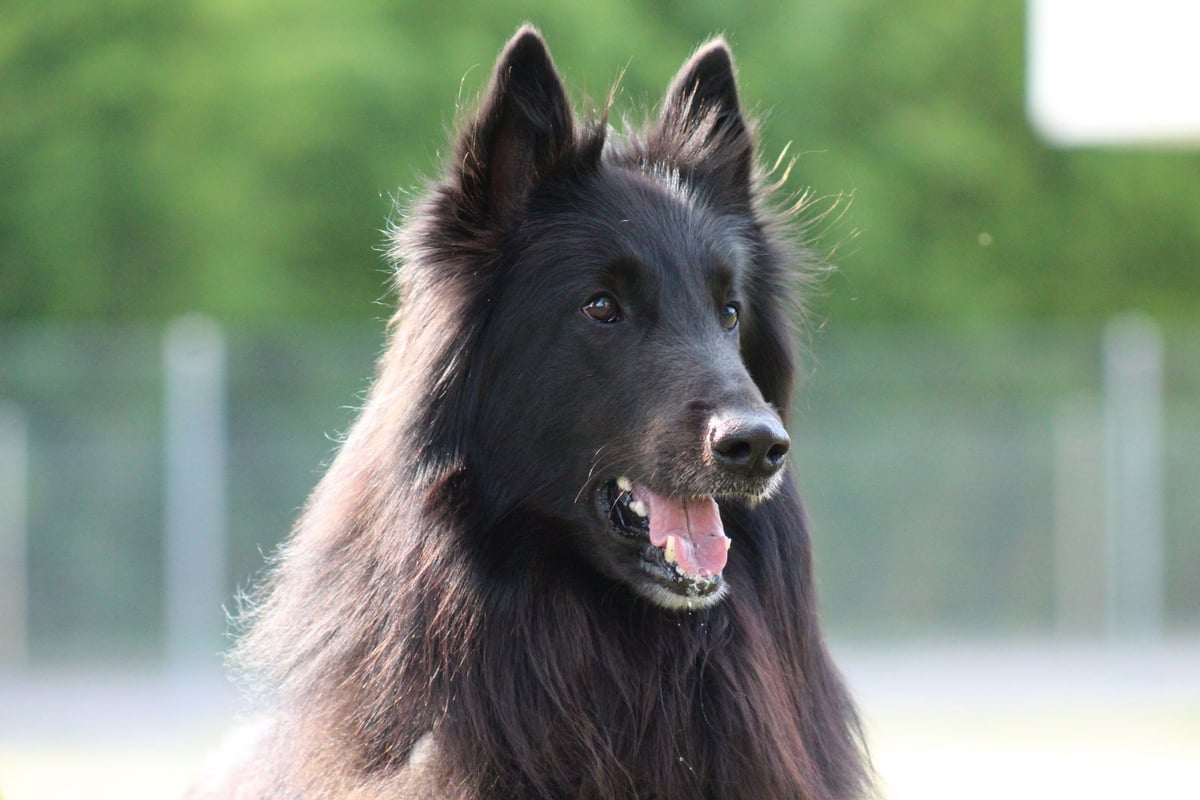 Berger Belge Groenendael