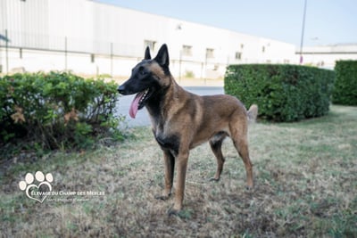 Berger Belge Malinois