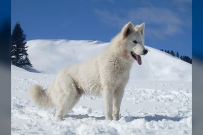 Berger Blanc Suisse