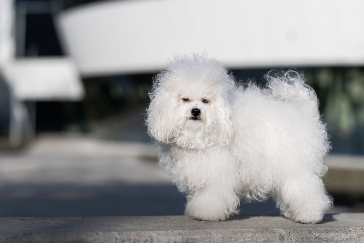Bichon Bolonais