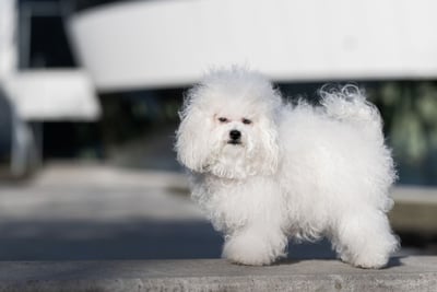 Bichon Bolonais