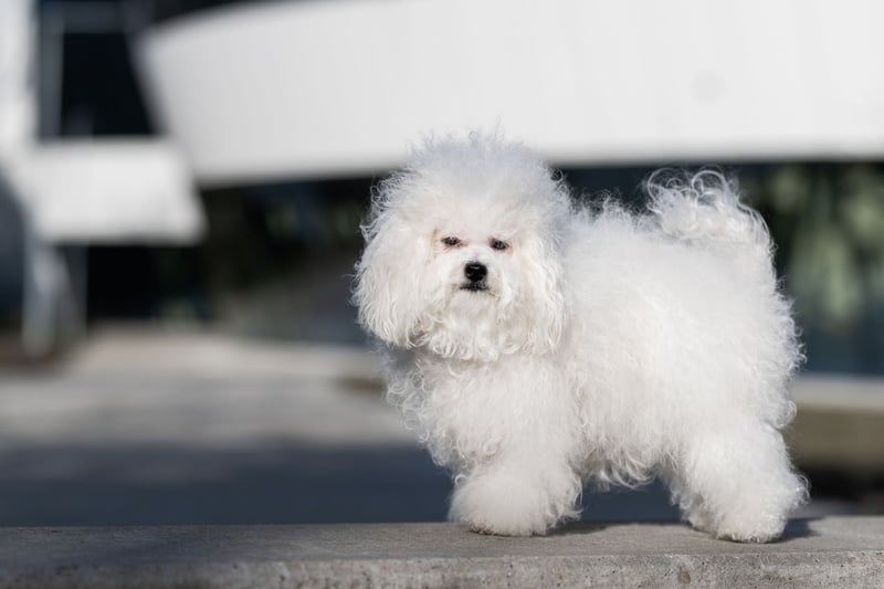 Bichon Bolonais