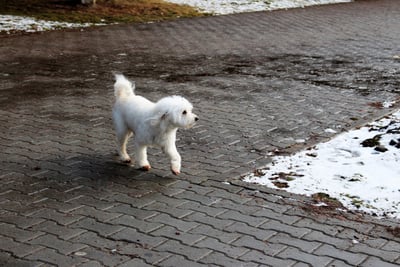 Bichon Frisé
