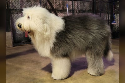 Bobtail