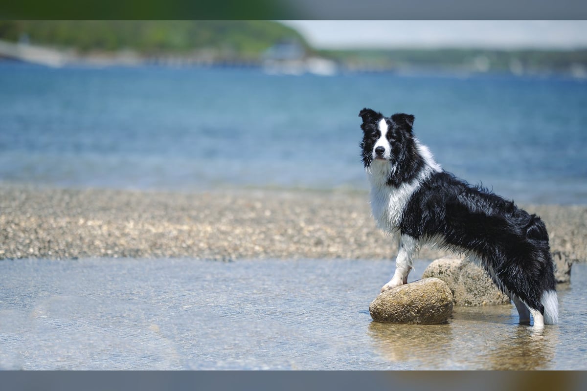 Border Collie