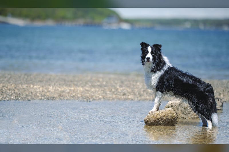 Border Collie