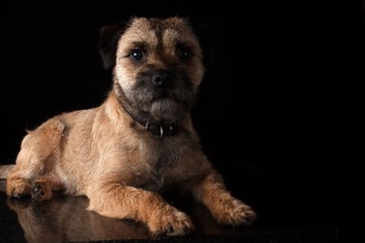 Border Terrier