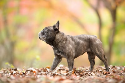 Bouledogue Français
