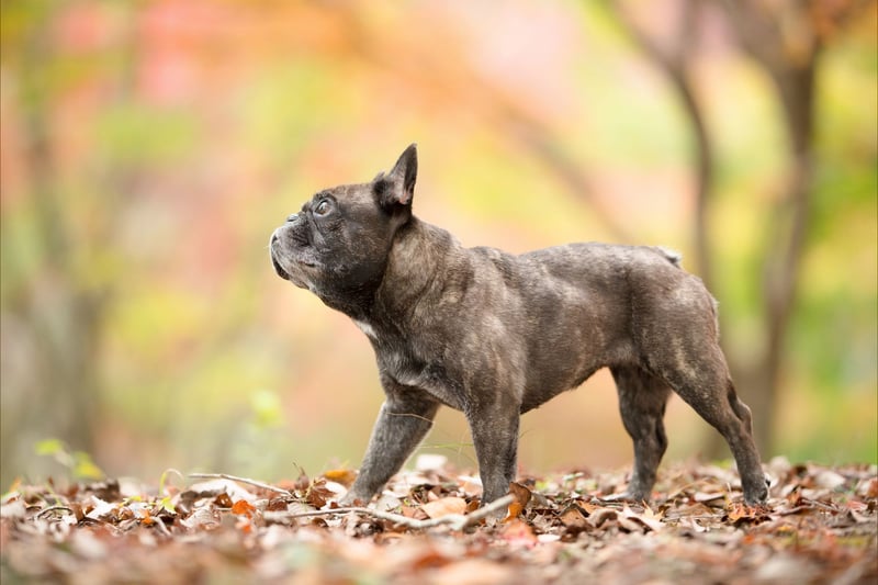 Bouledogue Français