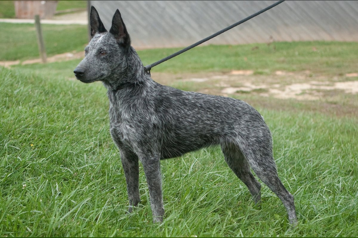 Bouvier Australien