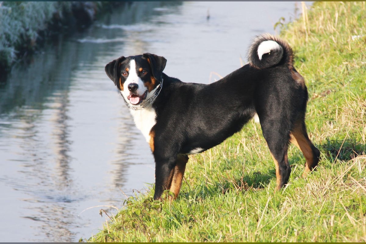 Bouvier de l'Appenzell