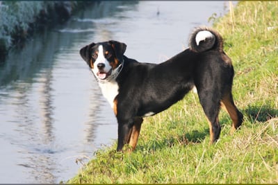 Bouvier de l'Appenzell