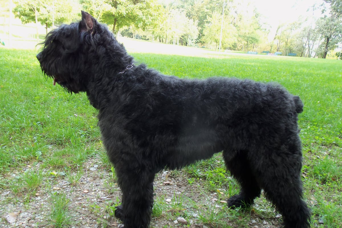 Bouvier des Flandres