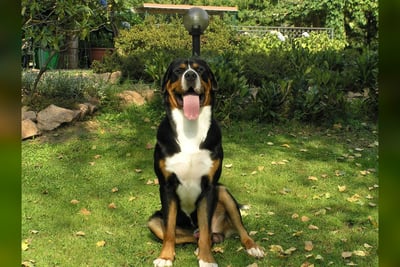 Grand Bouvier Suisse