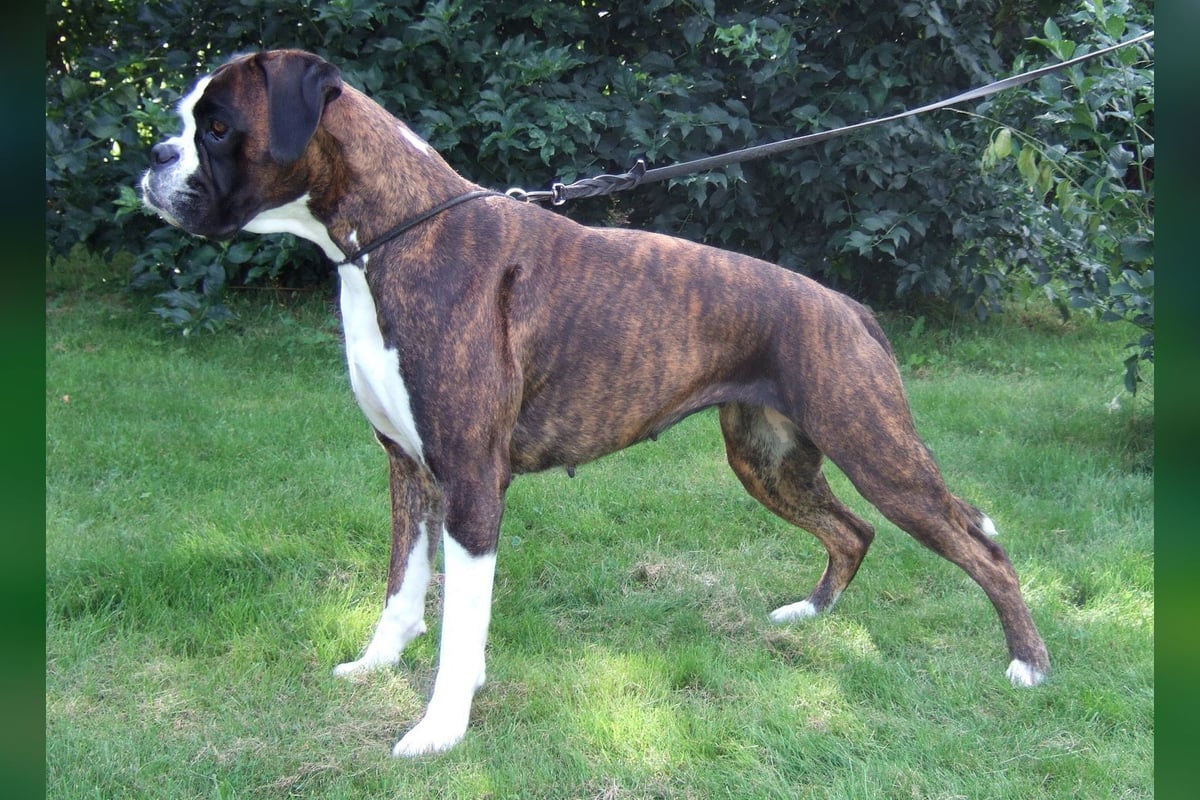 Boxer