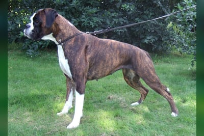 Boxer
