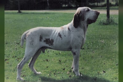 Bracco Italiano
