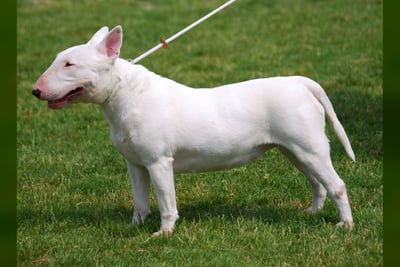 Bull Terrier