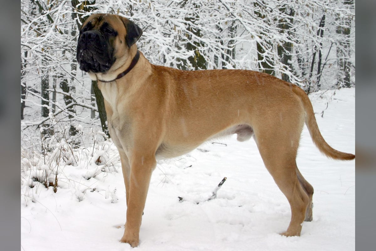 Bullmastiff