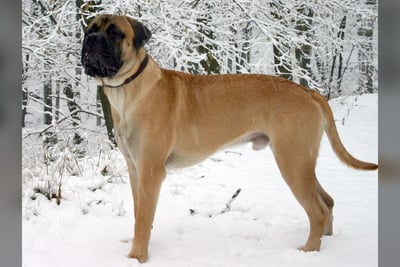 Bullmastiff