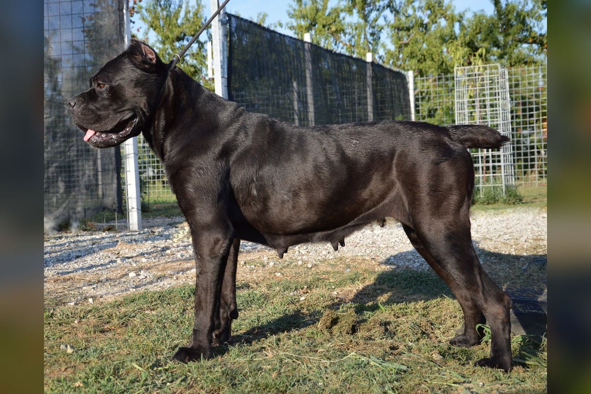 Cane Corso