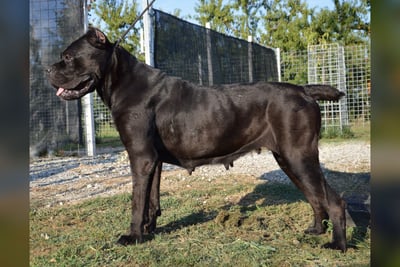 Cane Corso