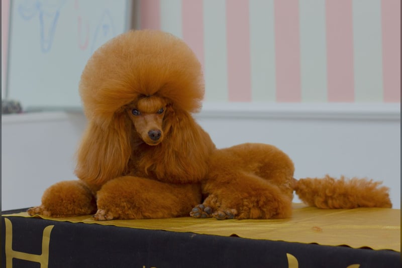 Caniche Nain