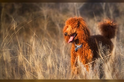Caniche Royal
