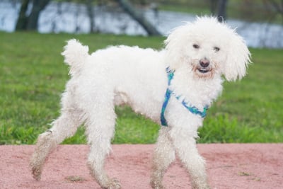 Caniche Toy