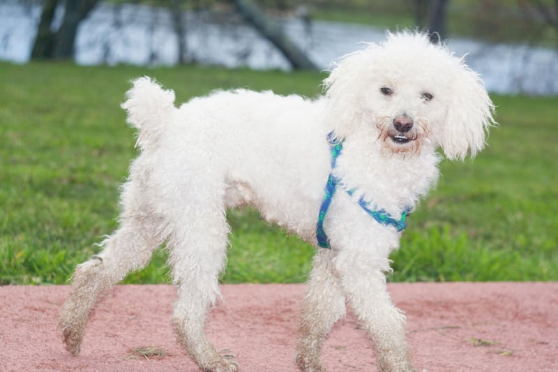 Caniche Toy