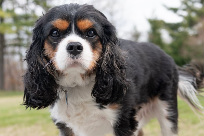 Cavalier King Charles Spaniel