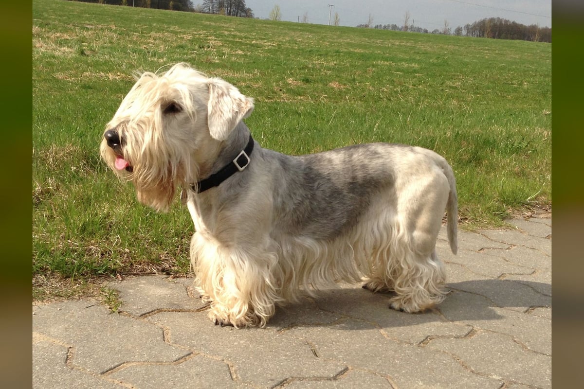 Cesky Terrier