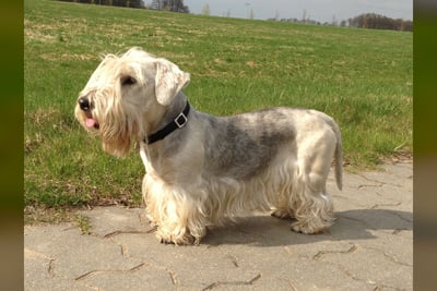 Cesky Terrier