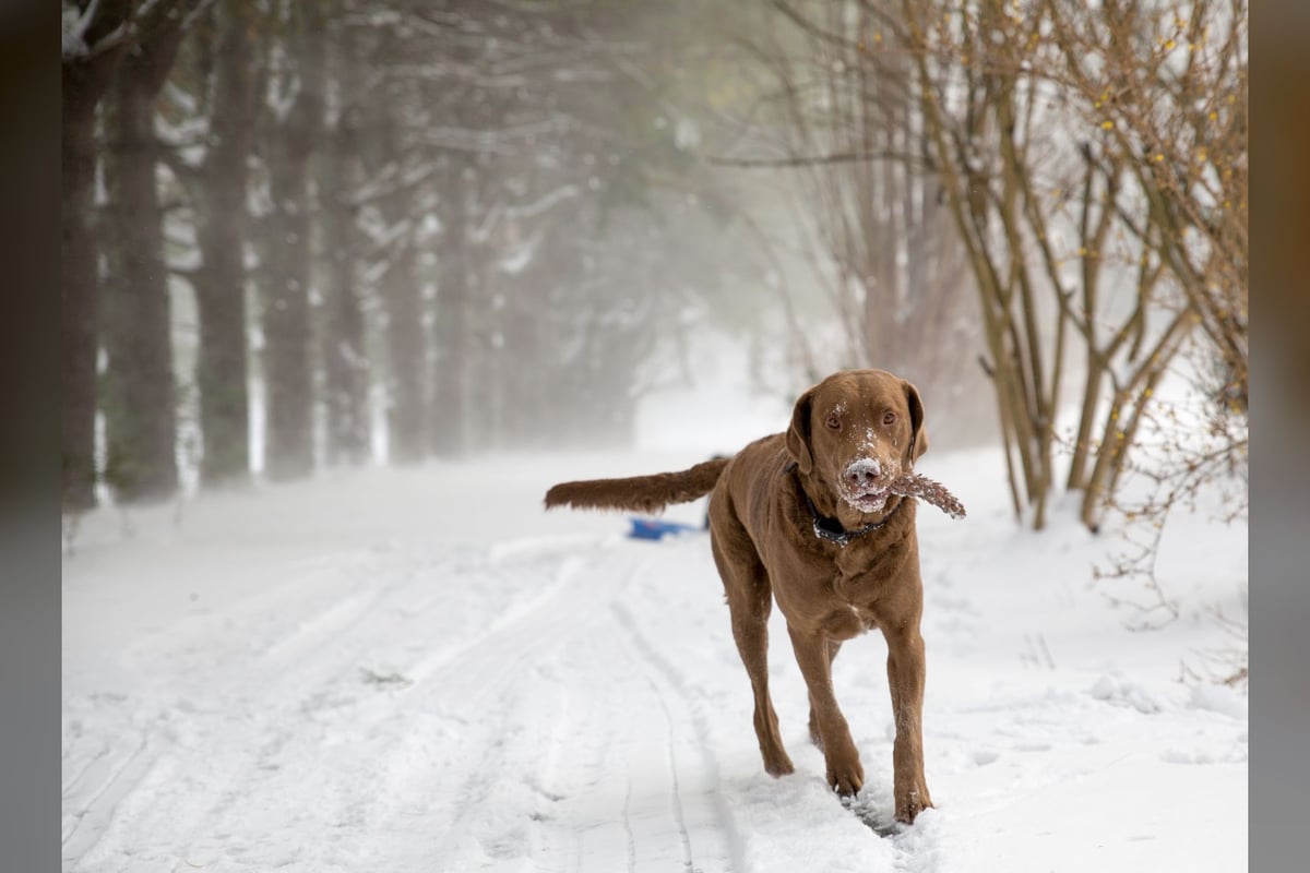 Chesapeake Bay Retriever