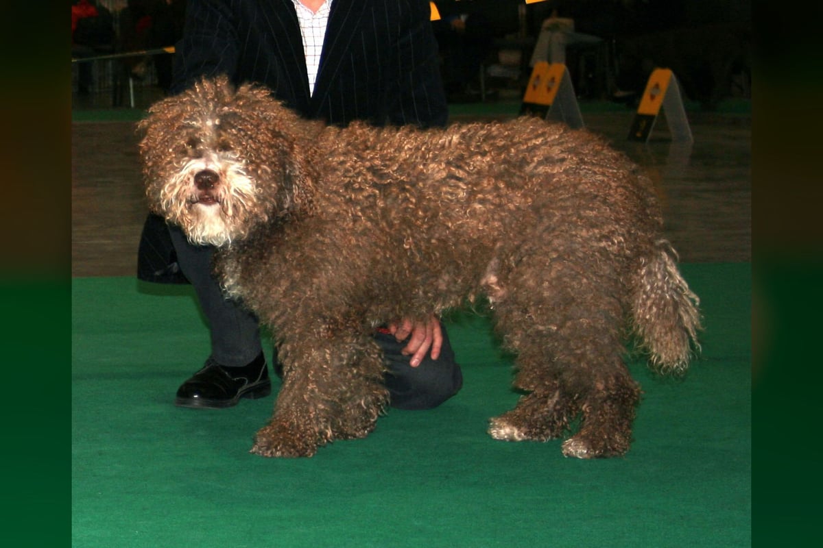 Chien d'Eau Espagnol