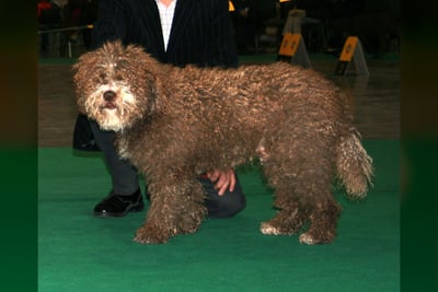 Chien d'Eau Espagnol